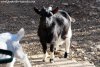 JUMPY des Tourelles - bouc extra-toy JUMPY des Tourelles - bouc extra-toy
