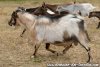 JUMP - bouc miniature au domaine des Tourelles