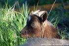 NIÑO des Tourelles - bouc miniature aux yeux bleus