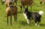 PASTOURE - chienne type Border Collie noire & blanche des Tourelles