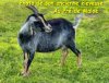 SAYA du Pré de Maloé : chèvre miniature