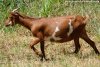 IMEKA du Divina Stella Ranch - chèvre extra-naine des Tourelles