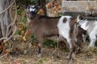 NINI des Tourelles - chèvre miniature aux yeux bleus