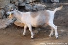 NESSY des Tourelles - chèvre miniature / extra-naine