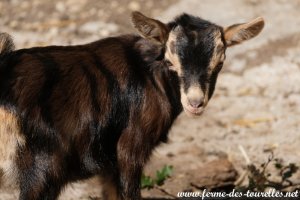 SPLENDIDE des Tourelles - chevreau miniature marbré