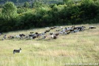 Border Collie - GLYCINE et nos chèvres miniatures