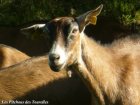 CAHOUETTE - chèvre Alpine