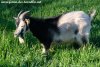 PEGASE des Tourelles - bouc miniature aux yeux bleus