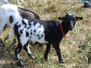 KITTY - chèvre naine