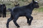 PEPSI des Tourelles - chevreau miniature aux yeux bleus