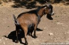 PANDORE des Cabris du Paradis - bouc miniature aux yeux bleus