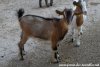 PAILLETTE - chèvre miniature aux yeux bleus des Tourelles