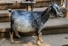 TROTINETTE des Tourelles - chèvre miniature herminée