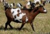 IKKY - chèvre miniature des Tourelles