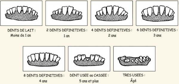 Dentition-chevre