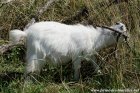 LILOU des Tourelles - chèvre extra-naine à poils longs
