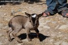 NEBULON des Tourelles - chevreau miniature