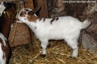 NABILA des Tourelles - chèvre miniature aux yeux bleus