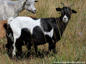 IODINE des Tourelles - chèvre extra-naine