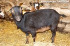 GIANNA - chèvre semi-miniature des Tourelles