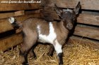 OLLY des Tourelles - chevrette (semi)-miniature
