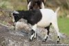 RICCI des Tourelles - chèvre miniature aux yeux bleus