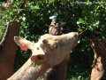 Des débroussailleuses hors pair - chèvres Alpines des Tourelles