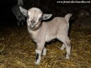 LOUKI des Tourelles - chevreau extra-nain