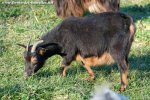 CORALINE - chèvre miniature des Tourelles