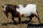 ISIDORE - bouc miniature motte des Tourelles