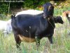 GUIMAUVE - chèvre naine motte des Tourelles