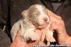 Femelle 2 des Tourelles - chienne Border Collie non LOF lilac