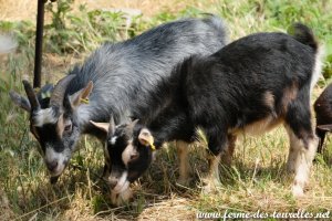 RIWEN des Tourelles - bouc miniature marbré