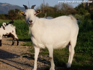 IONA - chèvre naine des Tourelles