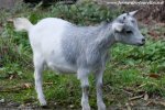 LAVANDE des Tourelles - chèvre miniature