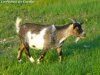 FELINE - chèvre naine des Tourelles