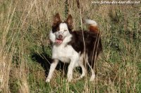 LIXIE - chienne type Border Collie pie chocolat & feu