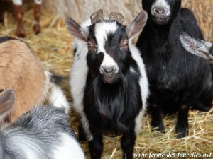 GEPETTO - bouc toy des Tourelles