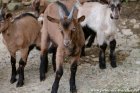 MATRIX des Tourelles - chevreau Alpin