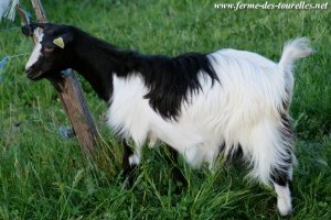 ILKA des Tourelles - chèvre naine à poils mi-longs