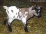 ILARIO des Tourelles - chevreau miniature