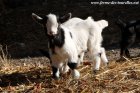 NARLO des Tourelles - chevreau miniature