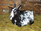 HIRONDELLE - chèvre semi-naine des Tourelles