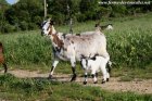 SCARLETTE (et MAGELLAN)- chèvre naine des Tourelles