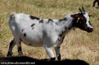 JALIS - chèvre miniature des Tourelles