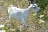 FANETTE - chèvre extra-naine des Tourelles FANETTE - chèvre extra-naine des Tourelles