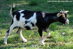 IVANA - chèvre naine des Tourelles