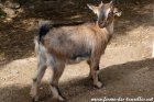 PALMYRE - chèvre miniature aux yeux bleus