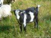 IRROISE - chèvre naine des Tourelles