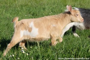 MIMOSA des Tourelles - chèvre miniature extra-naine motte